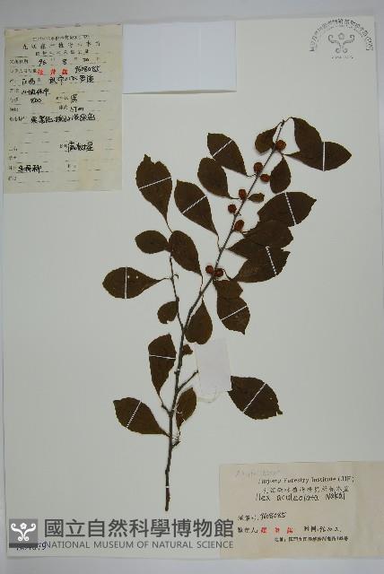 鼠李冬青、滿樹星藏品圖，第1張