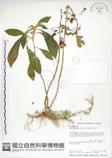 同蕊草、異色線柱苣苔藏品圖，第1張