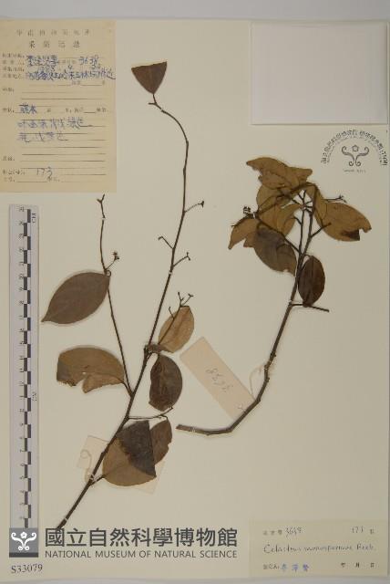 青江藤藏品圖，第1張