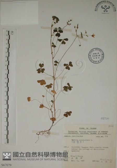 酢漿草藏品圖，第1張