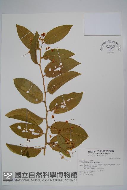 蘭嶼山柑藏品圖，第1張