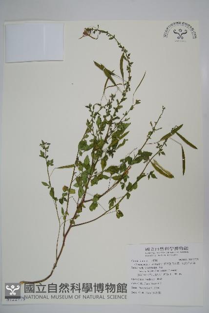 平伏莖白花菜、成功白花菜藏品圖，第1張