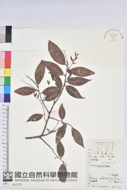 米飯花藏品圖，第1張