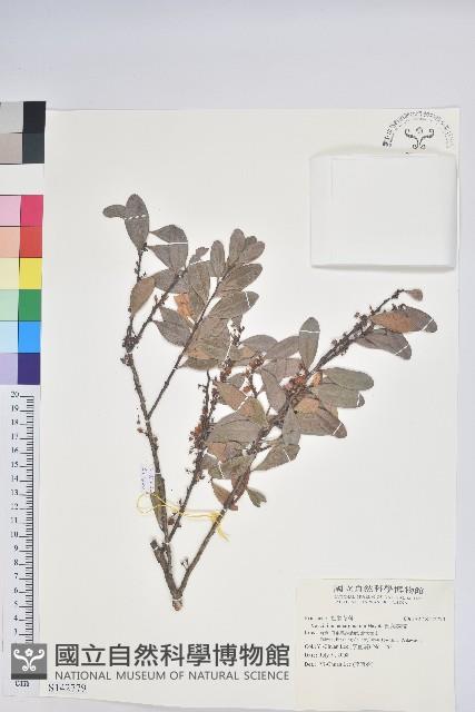 凹葉越橘藏品圖，第1張