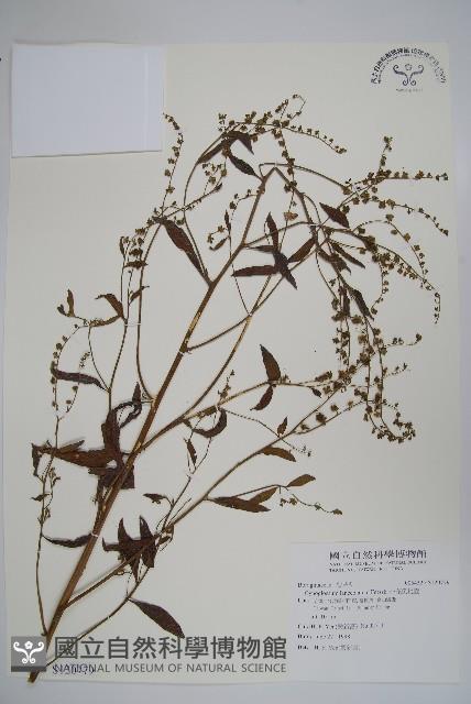 小花倒提壺藏品圖，第1張