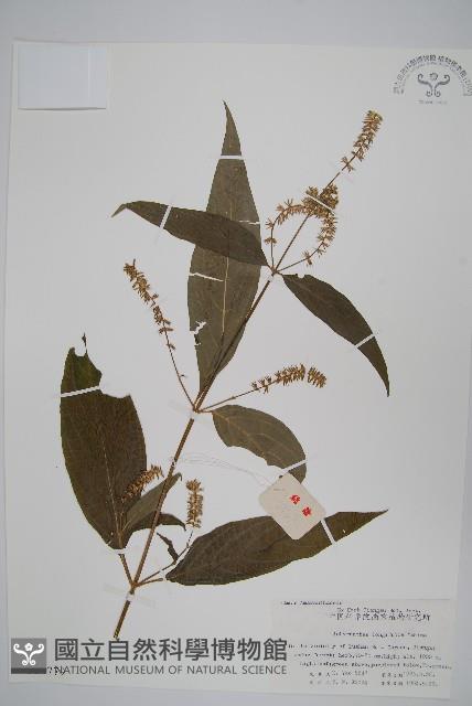 柳葉牛膝藏品圖，第1張