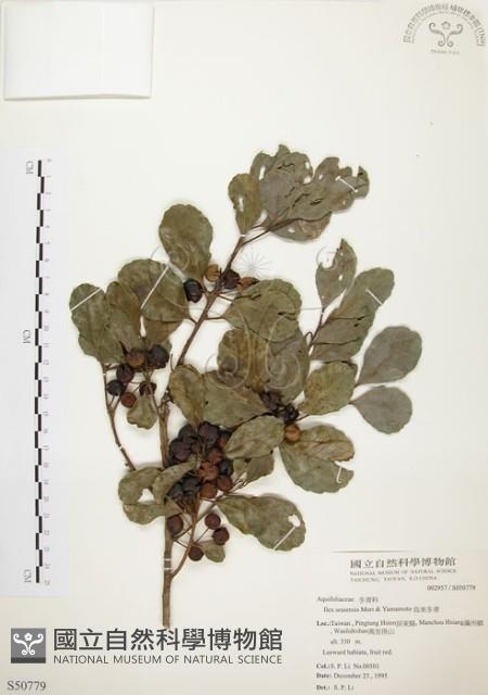 烏來冬青藏品圖，第1張