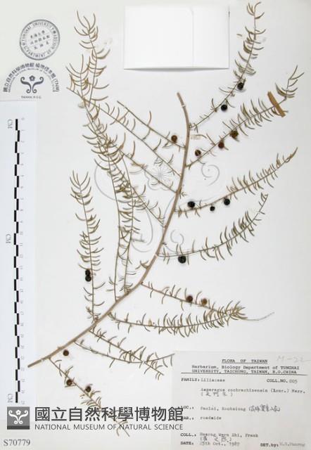 天門冬藏品圖，第1張