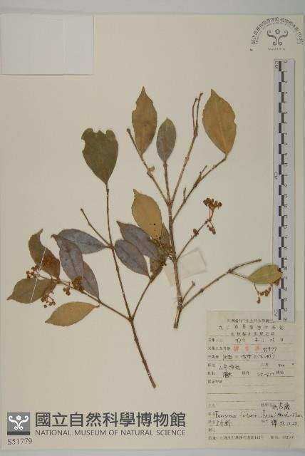 扶芳藤藏品圖，第1張