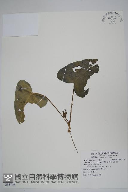 薄葉細辛、尾花細辛藏品圖，第1張