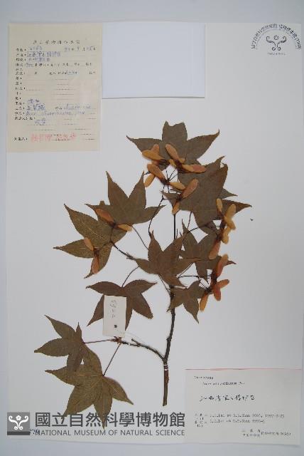 五裂槭藏品圖，第1張