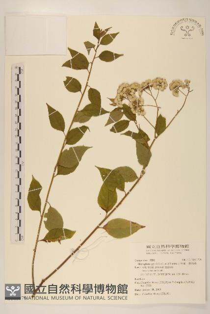 小舌菊、蔓綿菜藏品圖，第1張