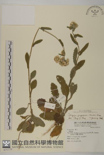 日本假蓬藏品圖，第1張