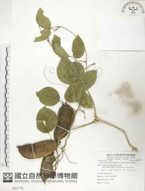 肥豬豆藏品圖，第1張