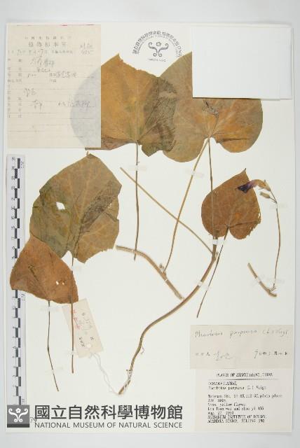 圓葉牽牛藏品圖，第1張