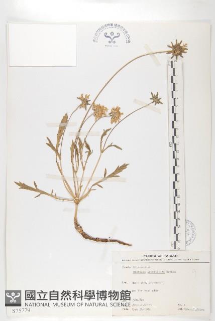 玉山山蘿蔔藏品圖，第1張