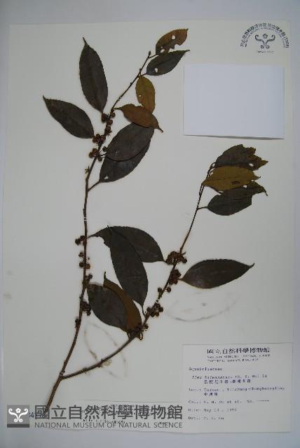 臺灣糊樗藏品圖，第1張