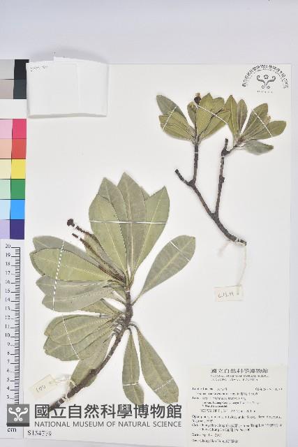 蘭嶼土沉香藏品圖，第1張