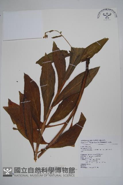 琉璃草藏品圖，第1張