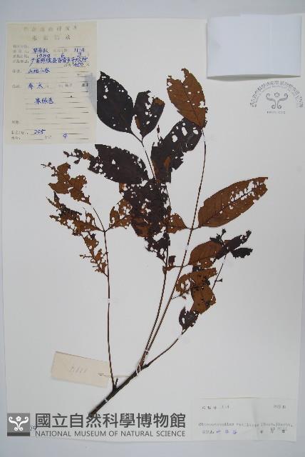 南酸棗藏品圖，第1張