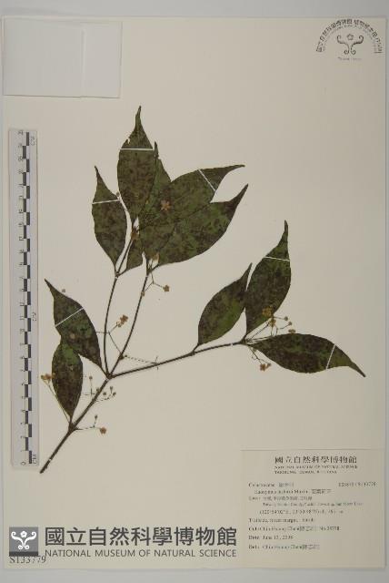 菱葉衛矛藏品圖，第1張