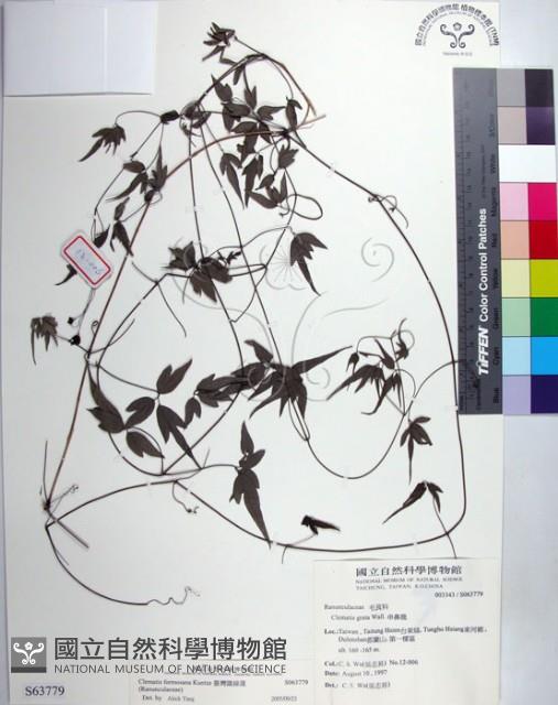 臺灣鐵線蓮藏品圖，第1張