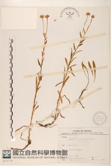 玉山飛蓬藏品圖，第1張