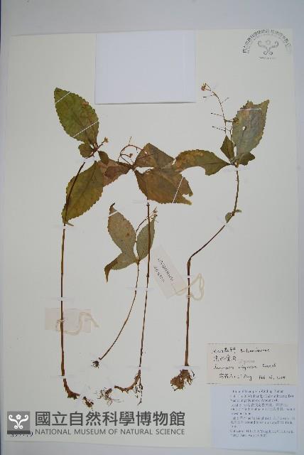 滇水金鳳藏品圖，第1張