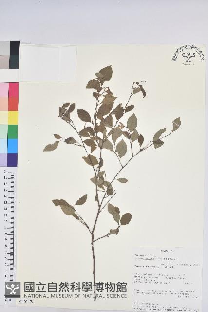 登錄號:S096279藏品圖，第1張