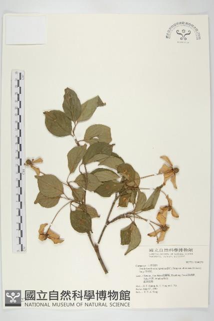 四照花藏品圖，第1張