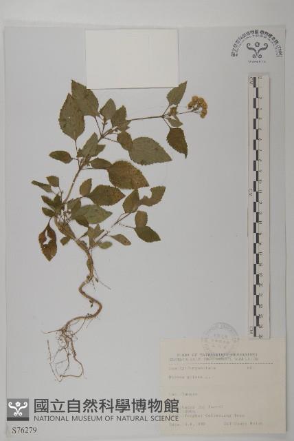 白花鬼針藏品圖，第1張