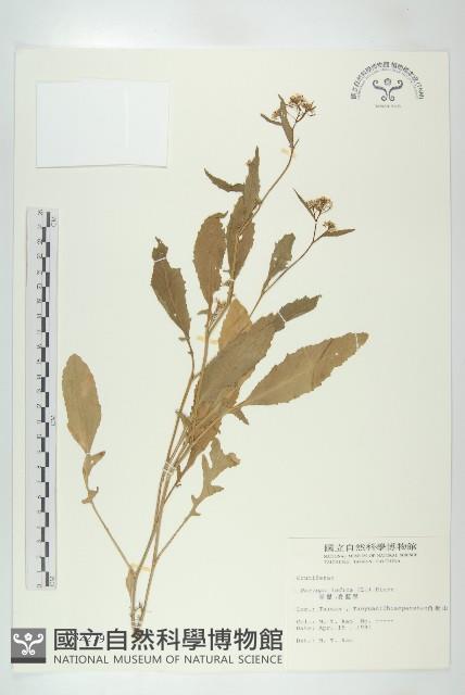 葶藶藏品圖，第1張