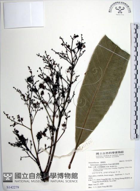 臺東漆樹藏品圖，第1張