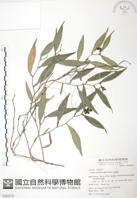 柚葉藤藏品圖，第1張