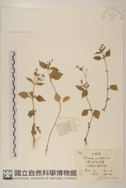 小米菊藏品圖，第1張