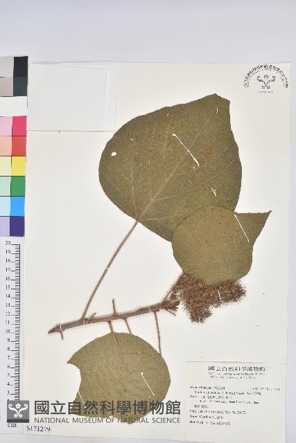 野桐藏品圖，第1張