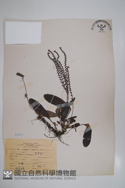 臺灣附地草藏品圖，第1張