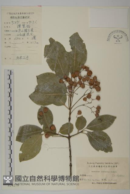 厚葉衛矛, 源一木藏品圖，第1張