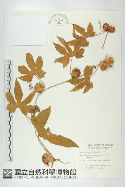 雙輪瓜藏品圖，第1張