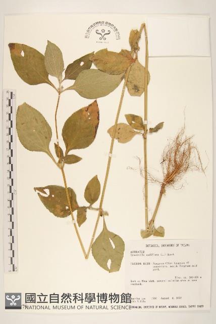 金腰箭藏品圖，第1張