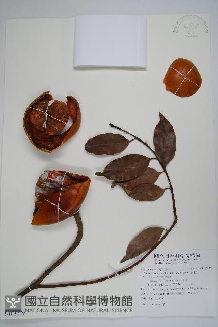 山橙藏品圖，第1張