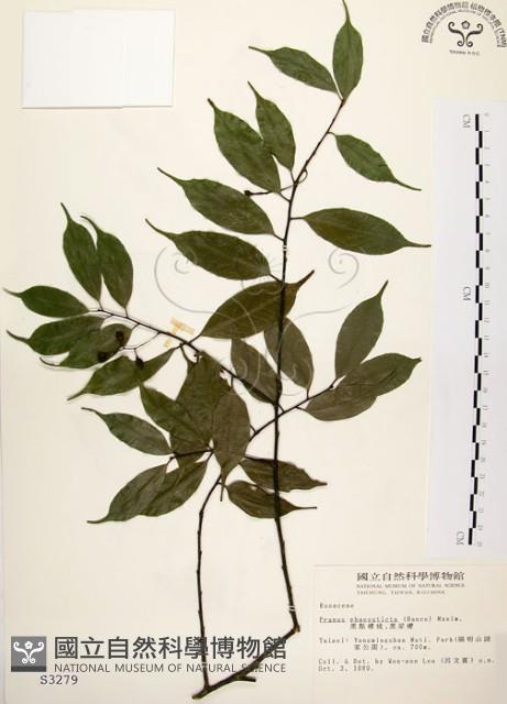 墨點櫻桃、黑星櫻藏品圖，第1張