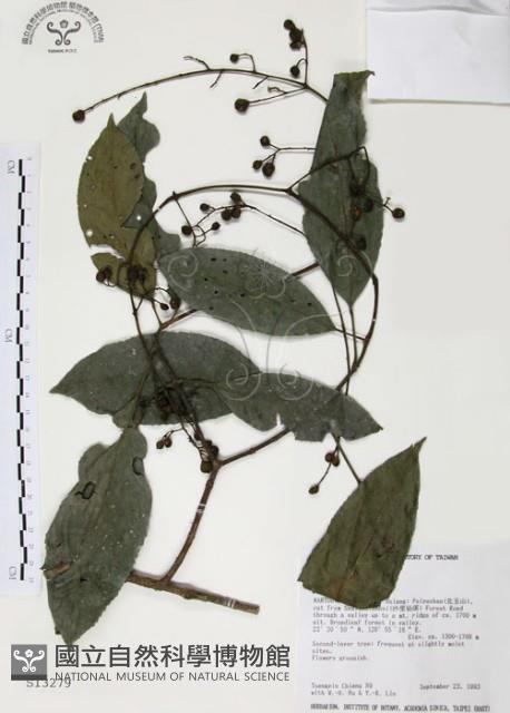 山香圓藏品圖，第1張