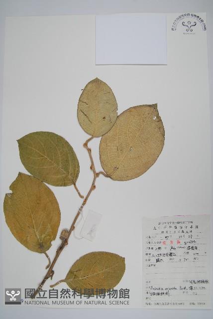 毛花楊桃藏品圖，第1張