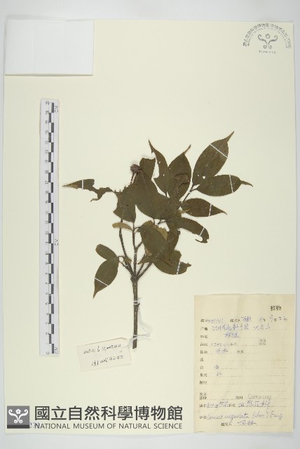 尖頭四照花藏品圖，第1張