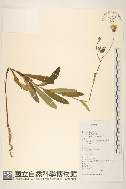 長裂苦苣菜藏品圖，第1張