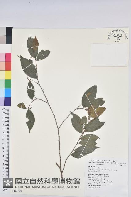 密花五月茶藏品圖，第1張