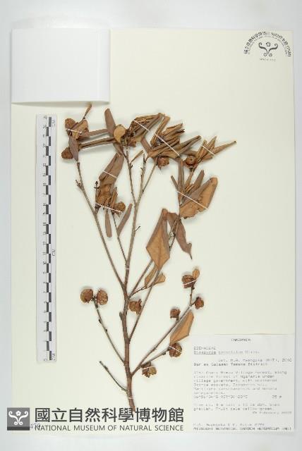 登錄號:S096479藏品圖，第1張