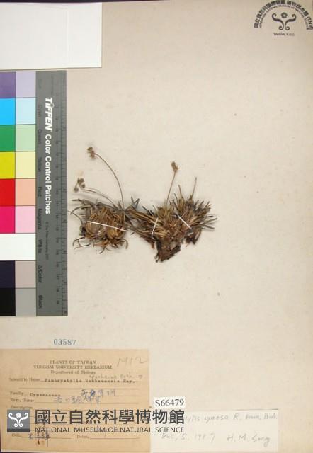 乾溝飄拂草藏品圖，第1張