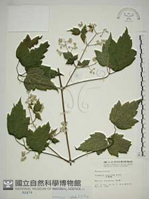 串鼻龍藏品圖，第1張